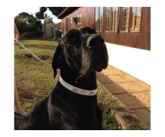 Louis Vouton Dog collars and harnesses with leads
