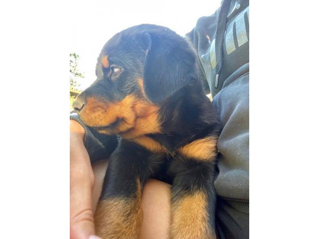 Thorough bred Rottweiler puppies for sale (large head) Pretoria ...